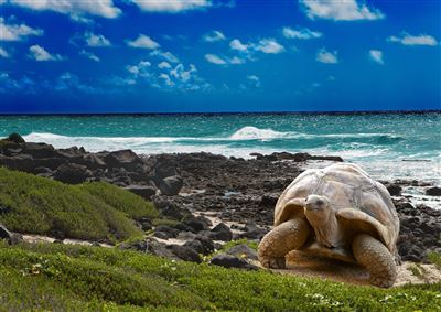 Galapagos Insel mit Riesenschildkroete